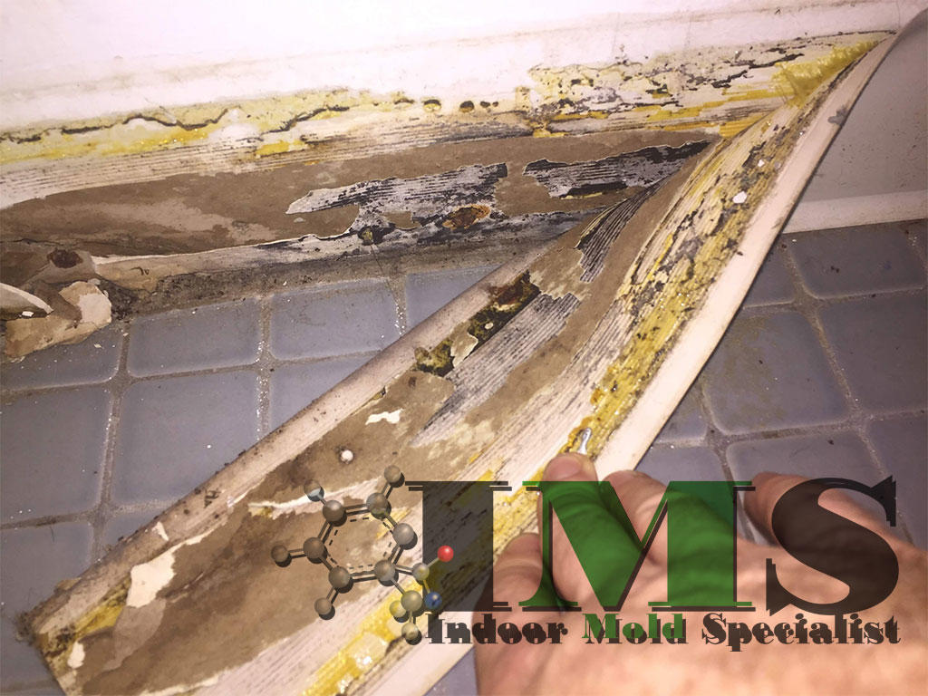 Indoor Mold Specialists Photo