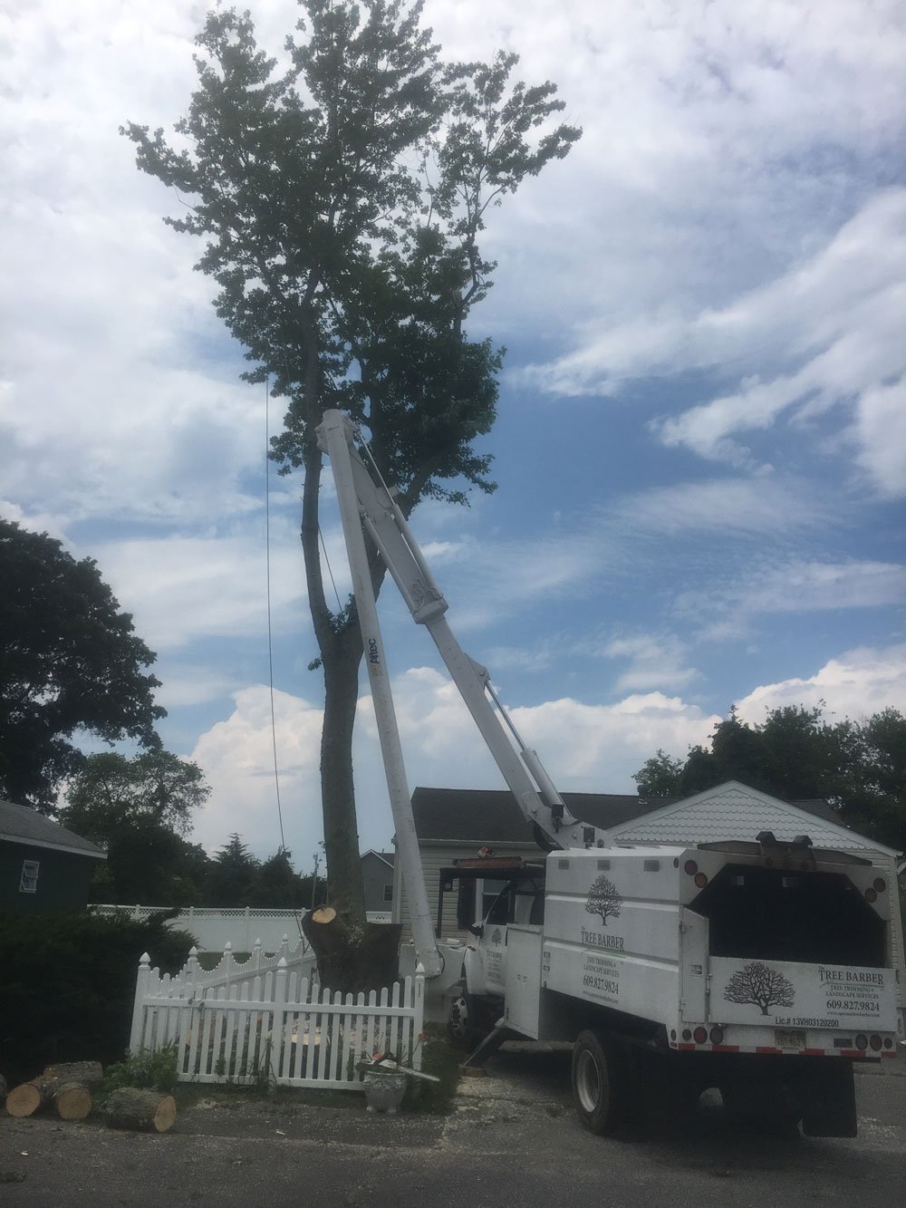 The Tree Barber Photo