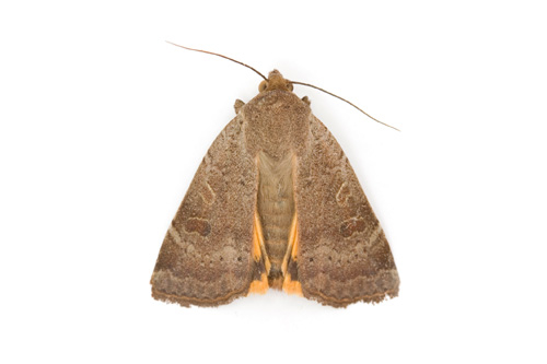 Central Pest Control, Pest Control, Dublin