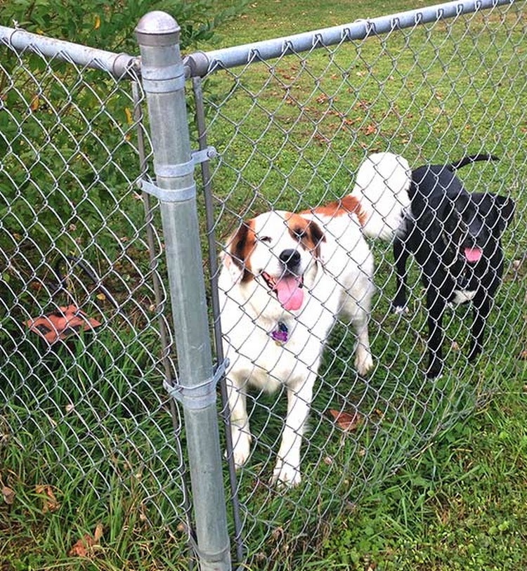 B Line Fencing & Services Image