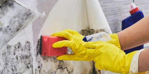 3 Reasons to Avoid DIY Mold Removal