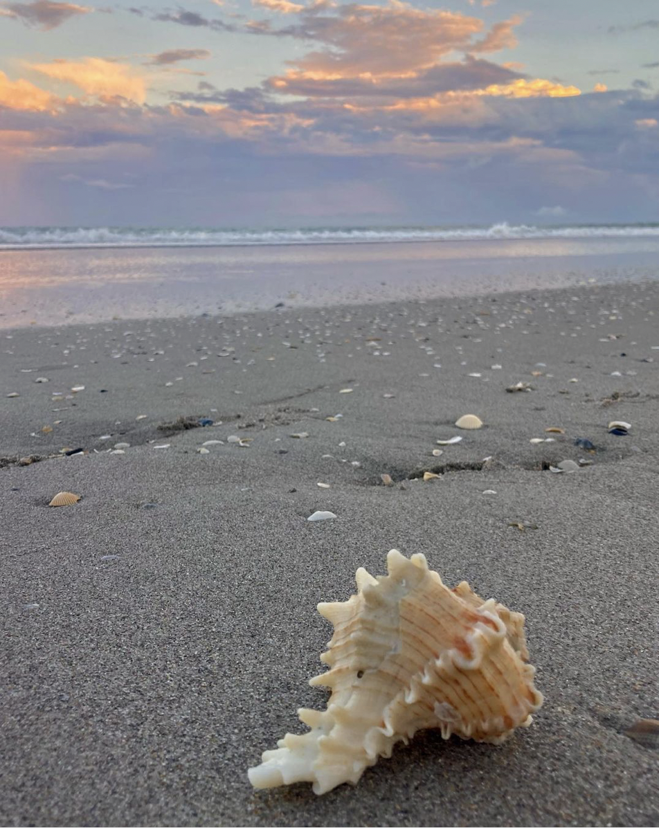 A fun activity that we love to do in our free time is look for shells on the beach. You never know what you are going to find like the one in this gorgeous photo. Photo Credit: melbourne_florida on Instagram