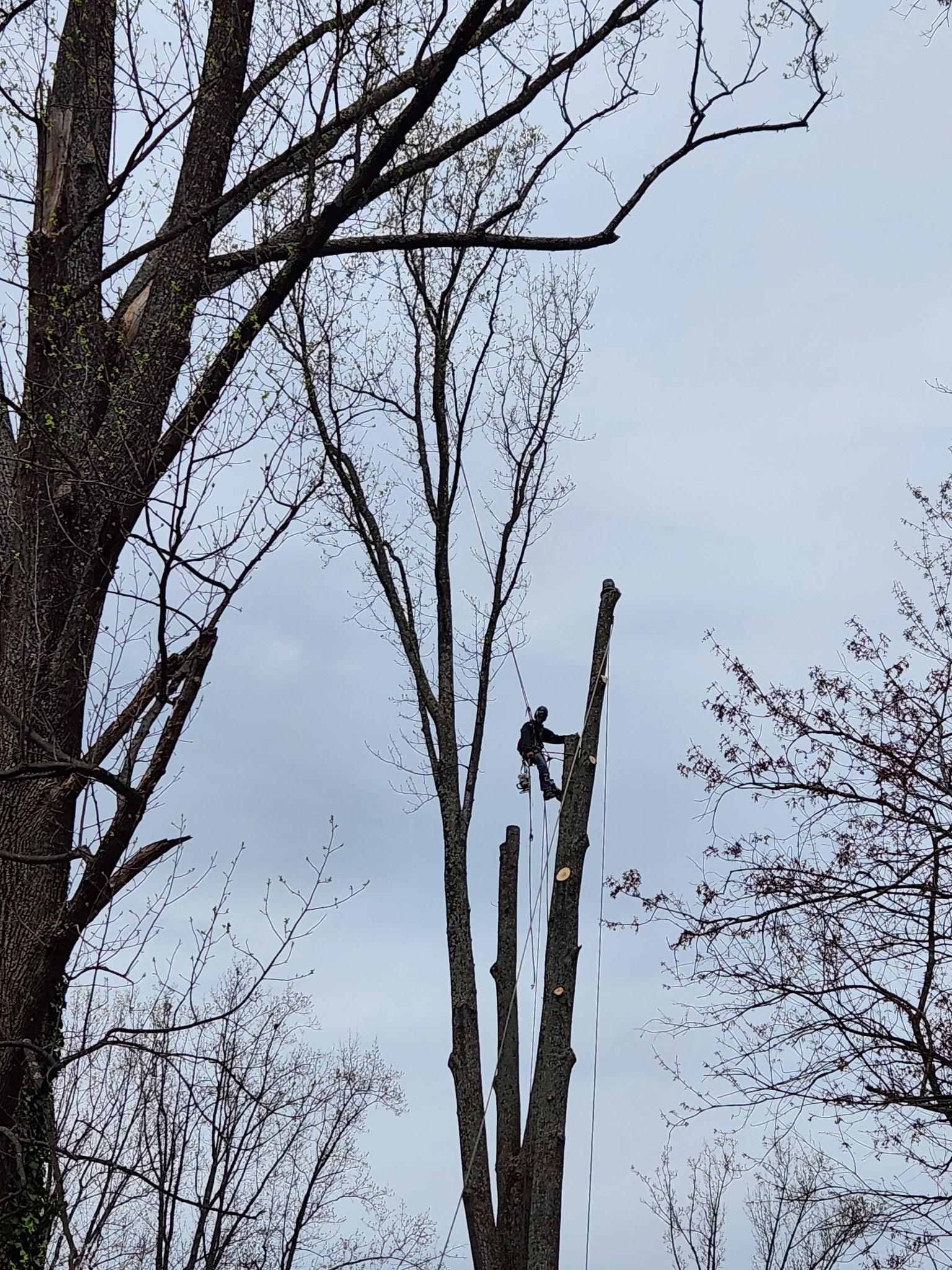 Keil Tree Experts Inc Image