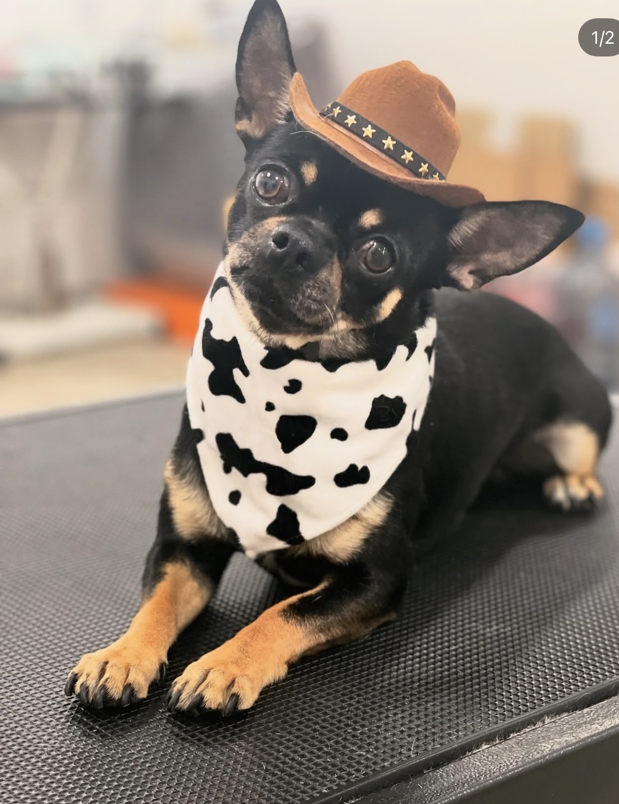 Galería en miniatura