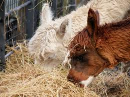 Llama & alpaca Feed