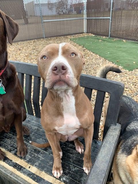 Daisy's Pet Playground Photo