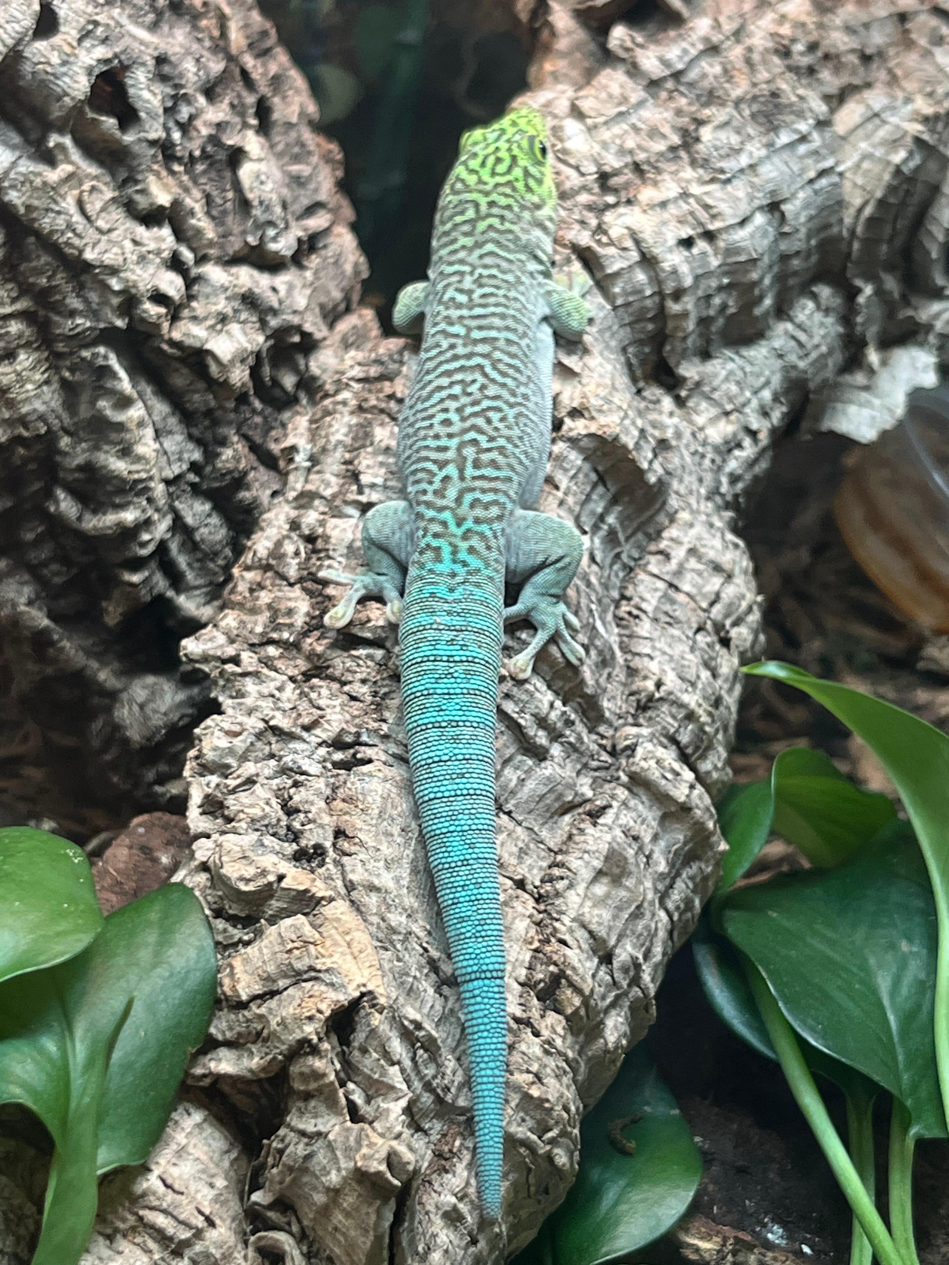 Terrarium Station Image