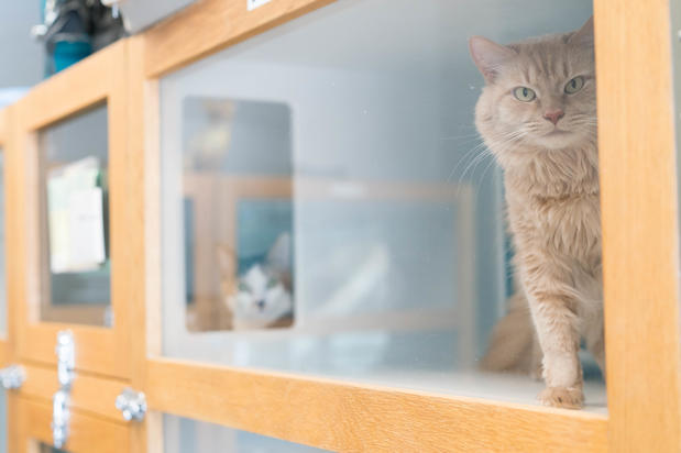 Images Best Friends Pet Hotel
