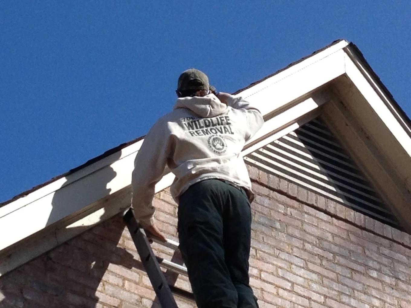 Affordable Wildlife Eviction Image