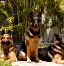 All Animal Clinic Image