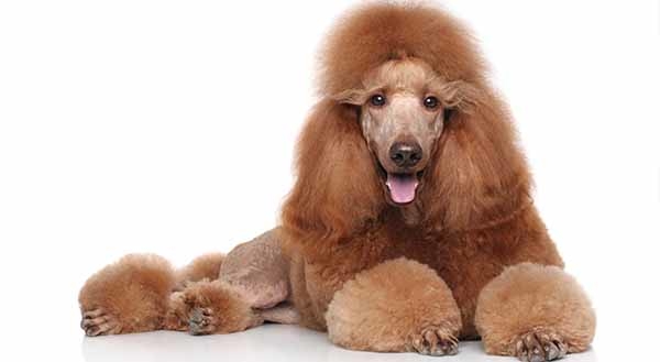 Look Twice Pet Grooming LLC