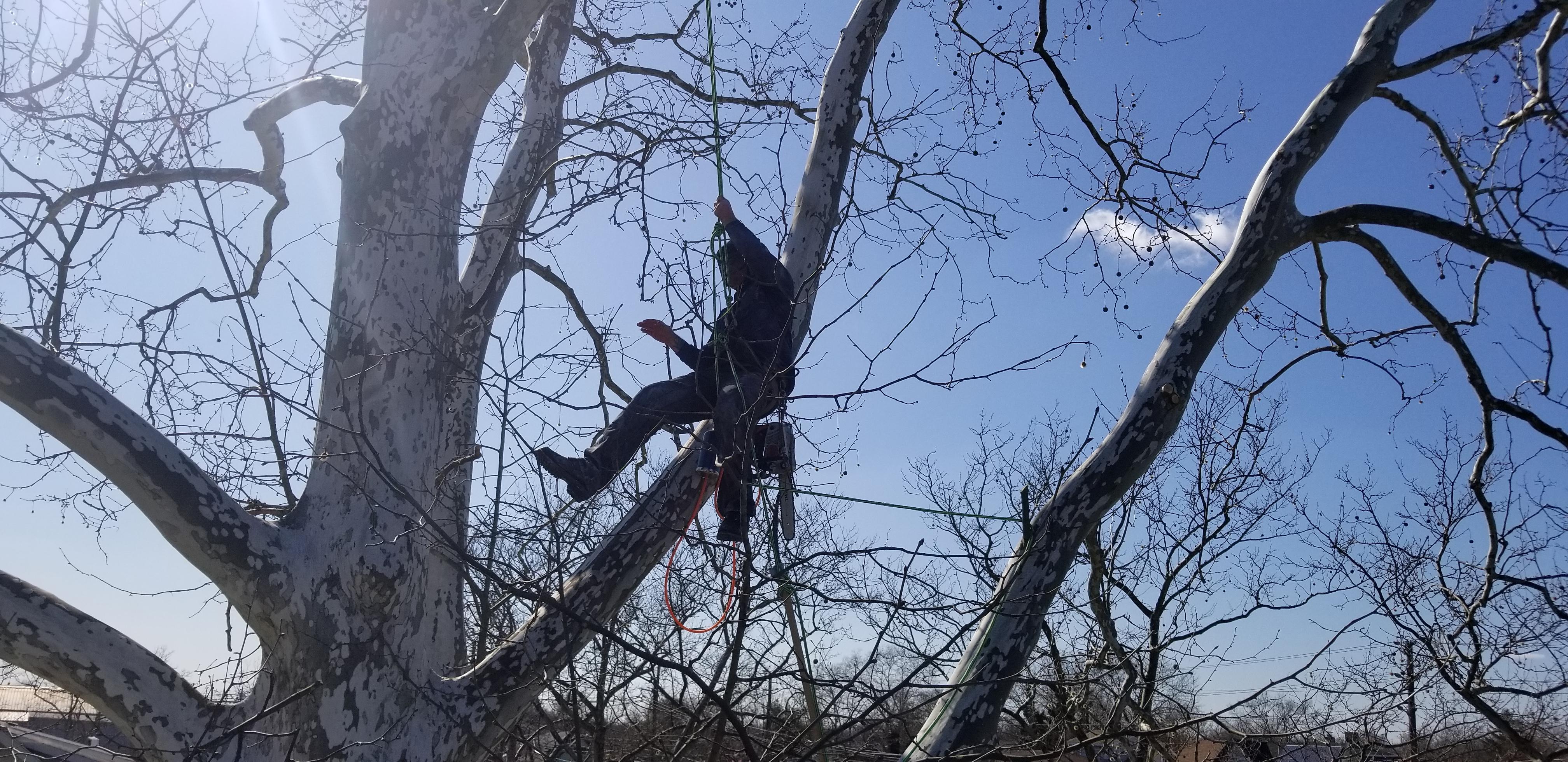 Taylor Expert Arborists - Tree Trimming and Tree Removal Services Image