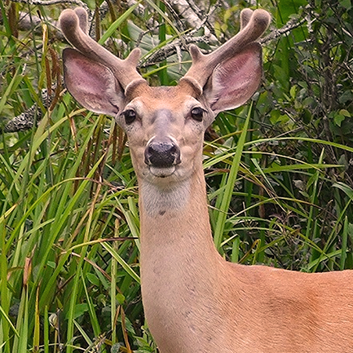 Cincinnati Wildlife Control