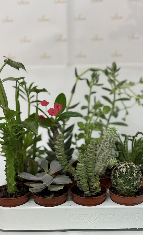 Galería en miniatura