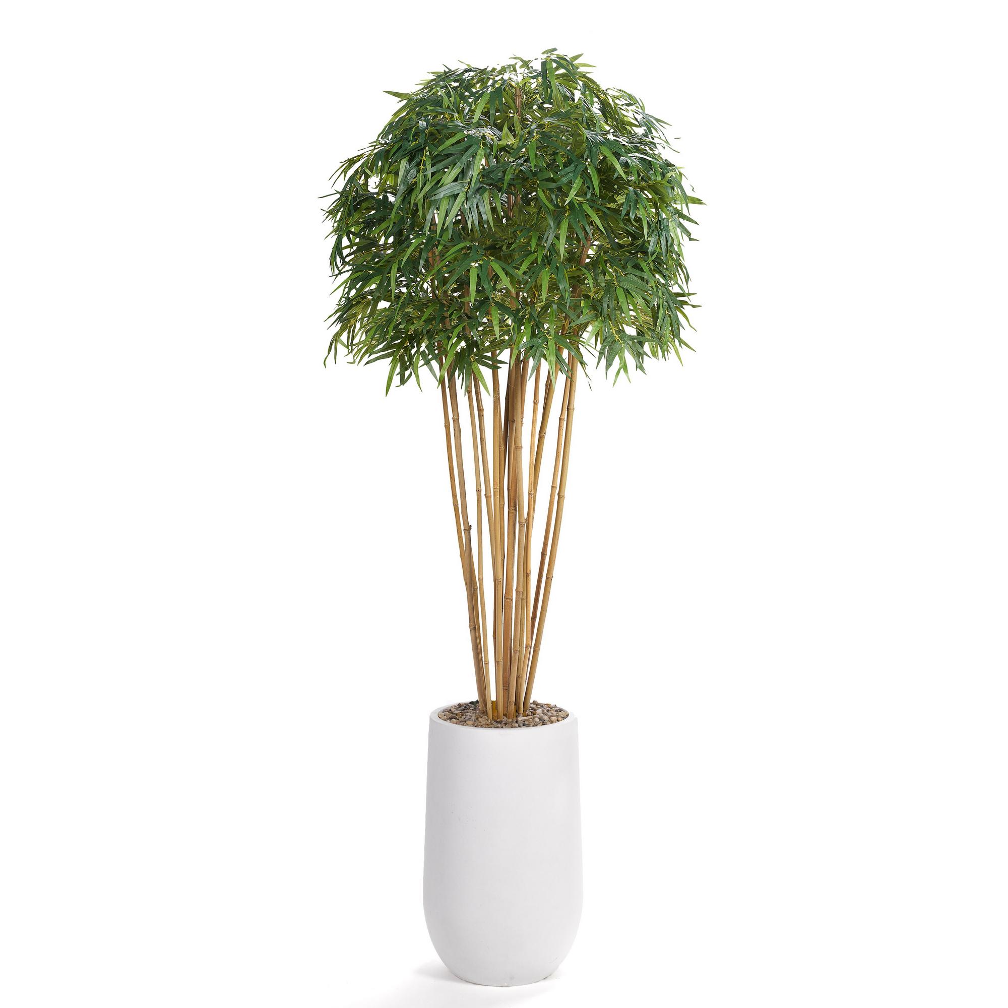 8' Bamboo Tree in Quinn Planter