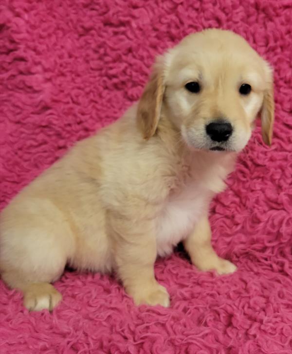 Select A Puppy, Inc. Image