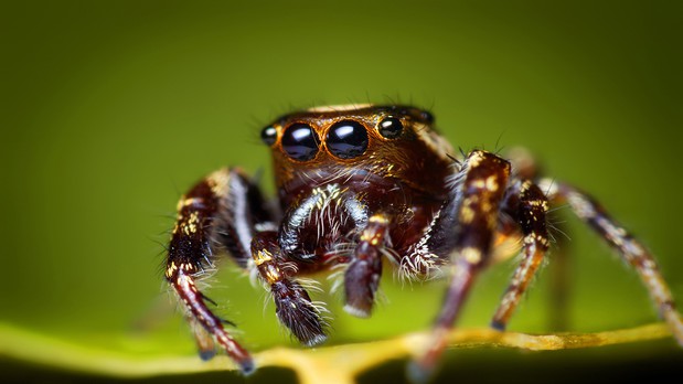 Images 417 Pest Solutions