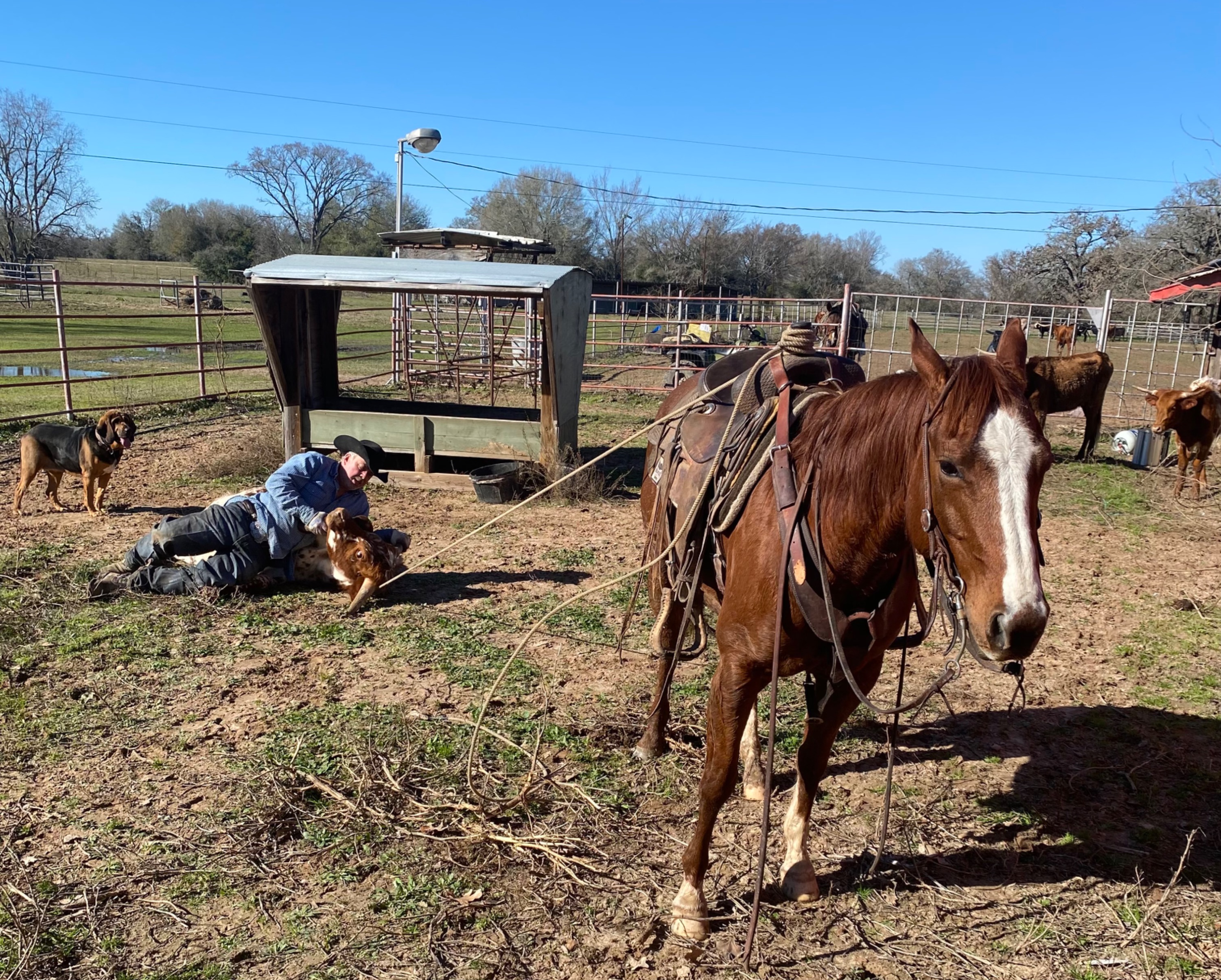 CTG Horse, LLC Image