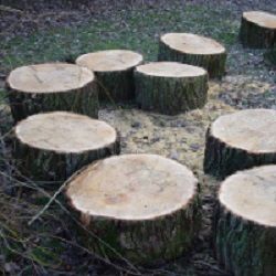 T K Tree Care Inc Logo