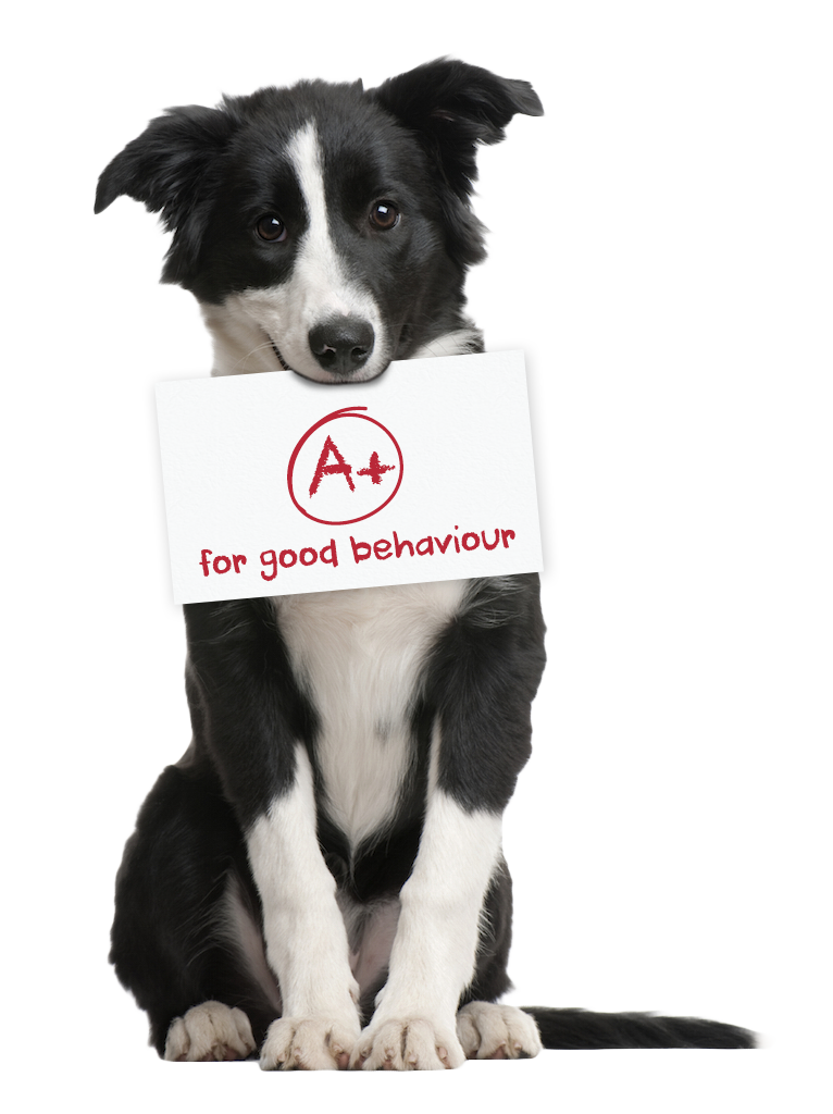 sitting near me puppy pet sitting coupons near me in carlsbad 8coupons sitting near me puppy pet sitting coupons near me in carlsbad 8coupons