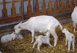 Goat Mineral