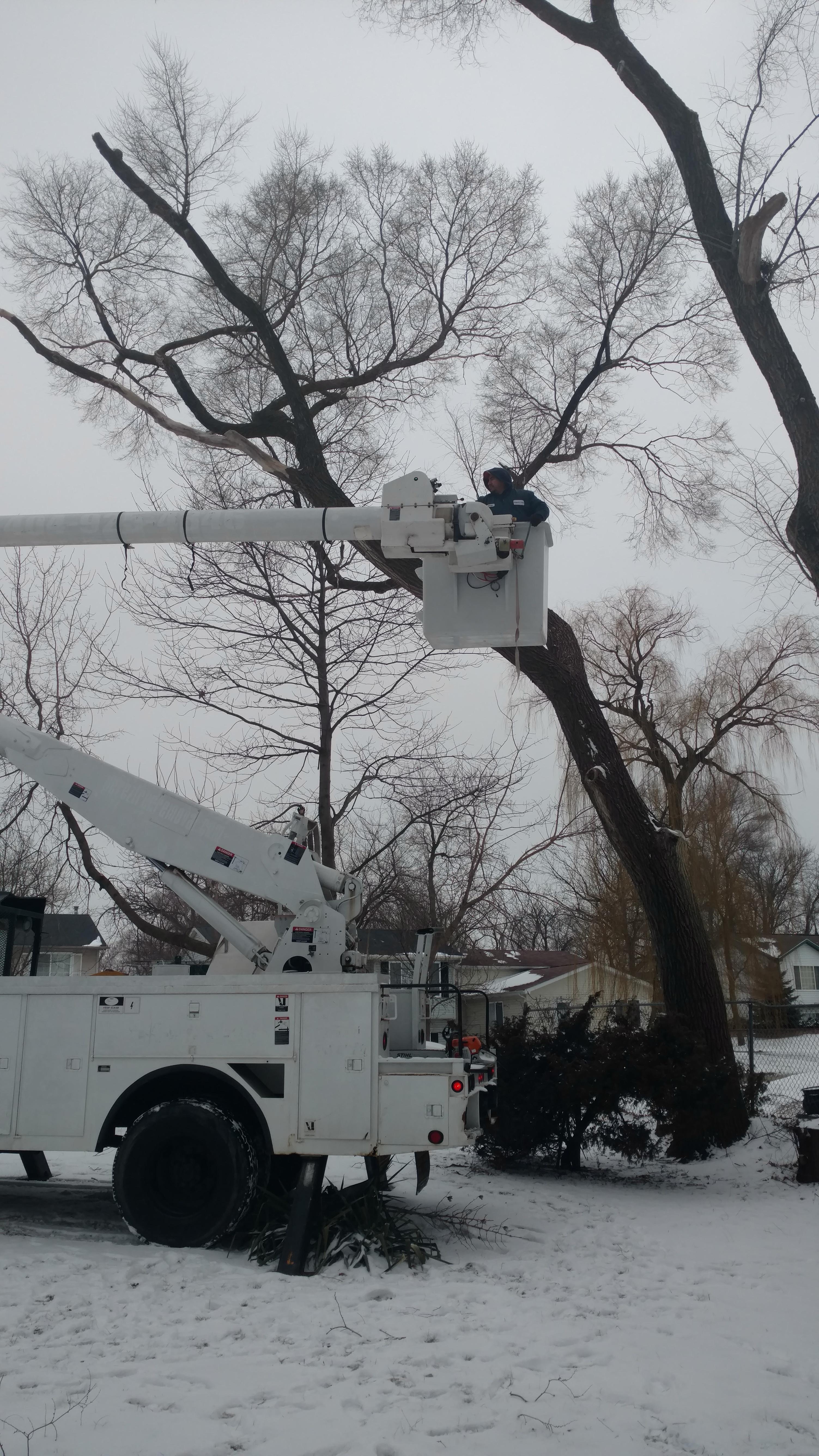 New Beginning Tree Service Company Image