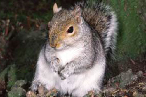 Central Pest Control, Pest Control, Dublin