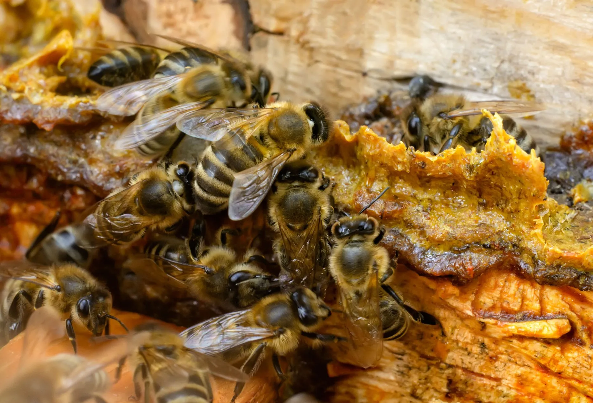 Bees, Wasps, and Hornets