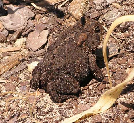 Mulch Reptile Bedding