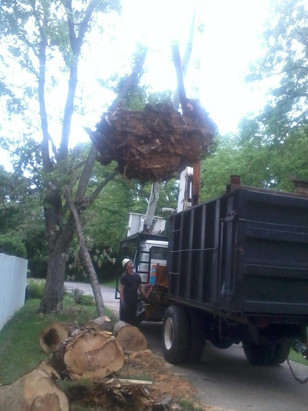 Bob Evans Tree Service Image