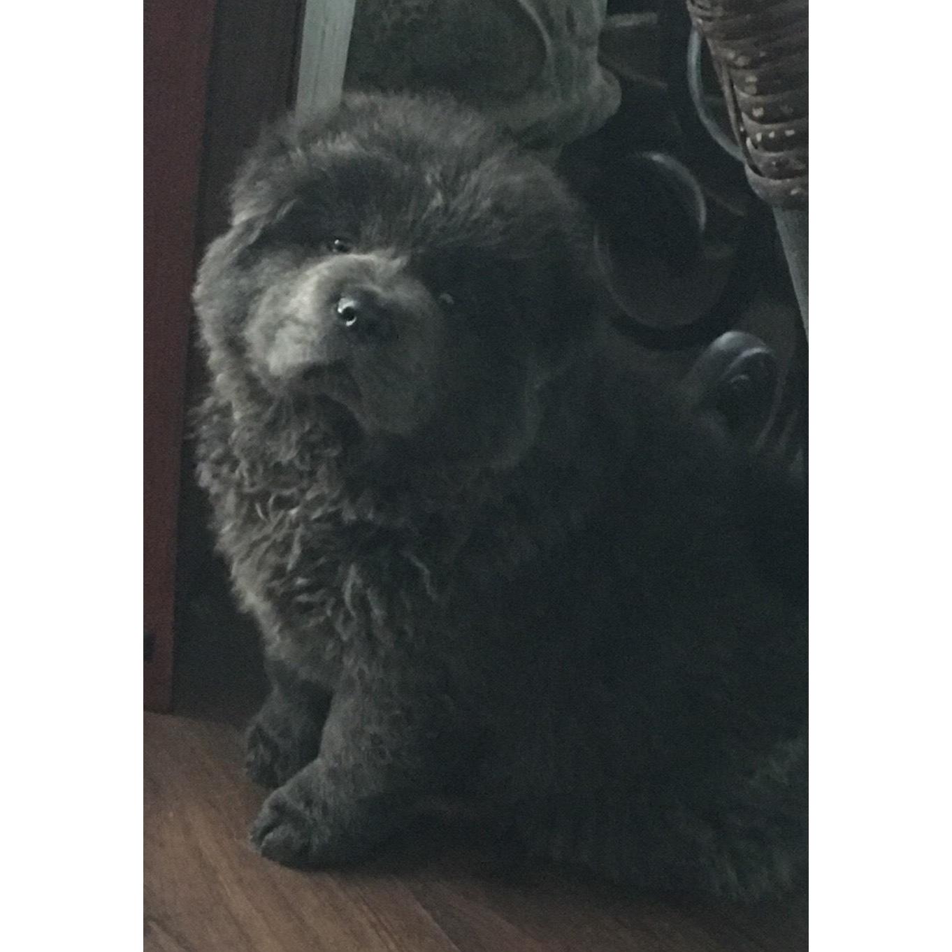 Beth’s Chow Chows Logo