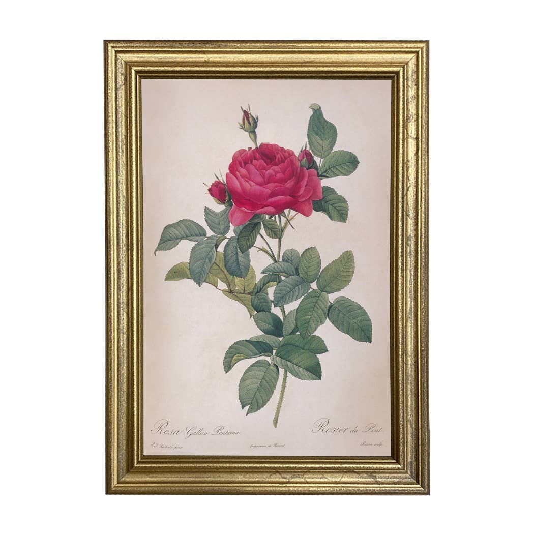 Rosa Gallica Pontiana Bridge Rose Illustration Print