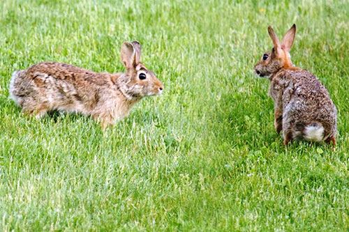 Central Pest Control, Pest Control, Dublin