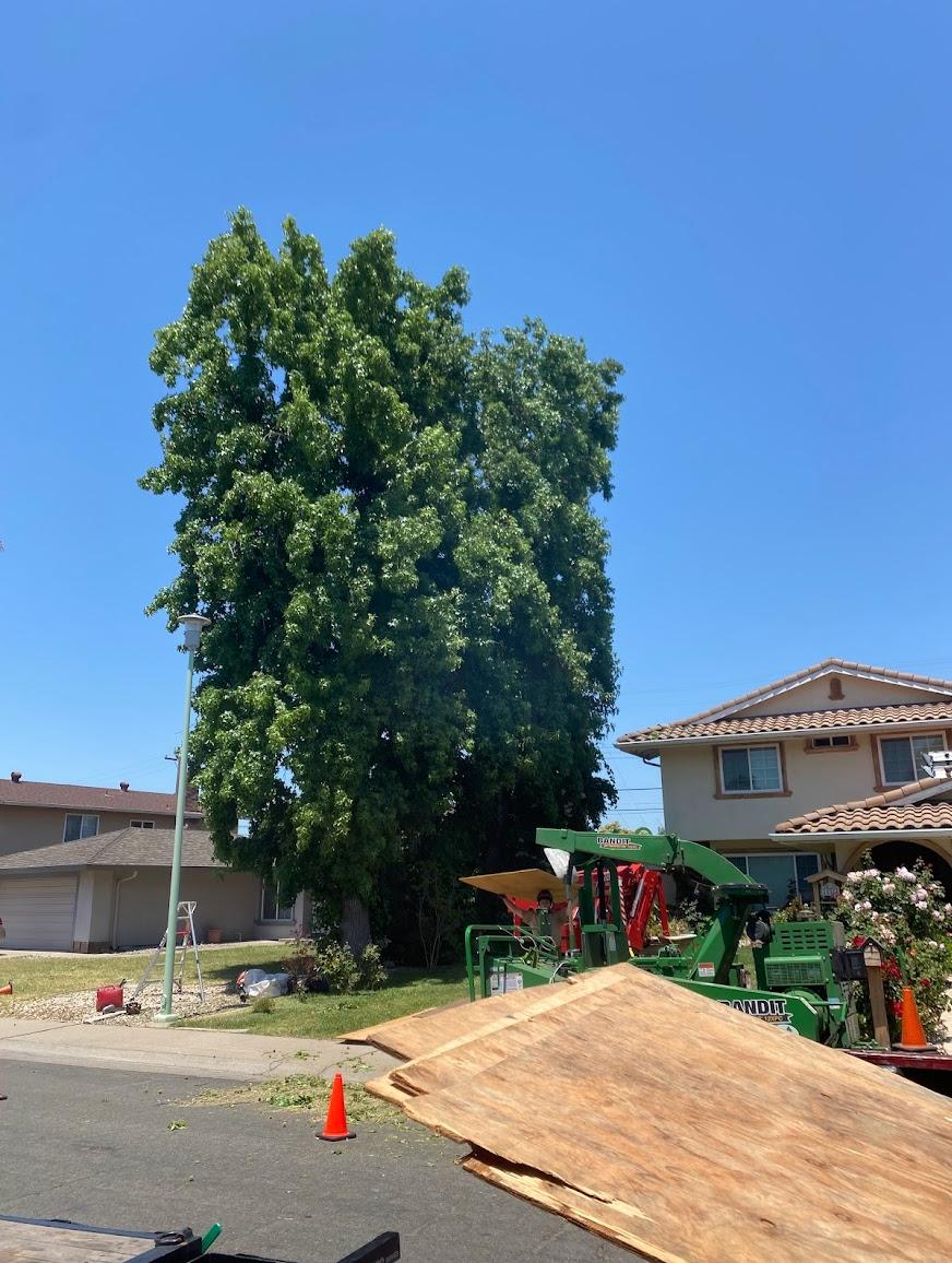 Capital Arborists, Inc. Image