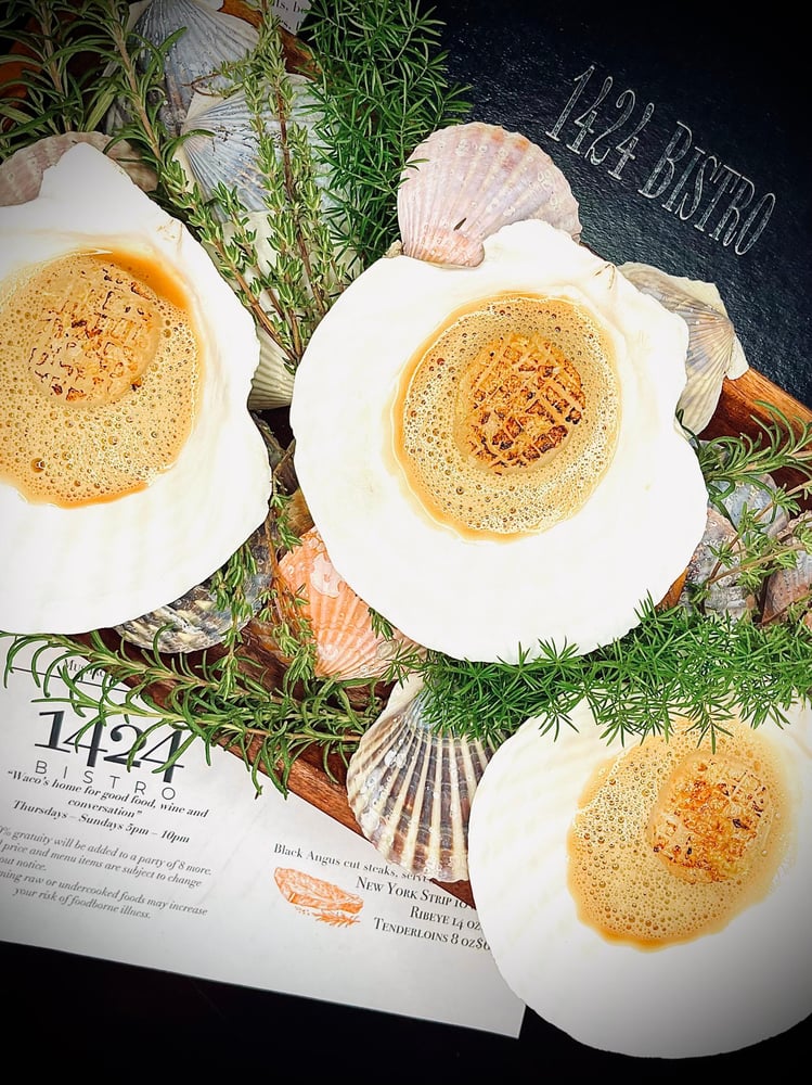 Scallop Shell