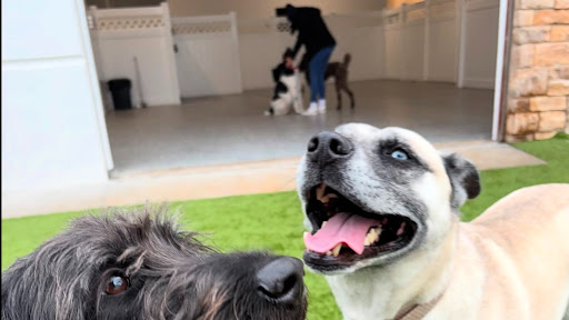 Paws 'n' Rec - Bentonville