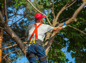 Louisiana Tree Service Photo