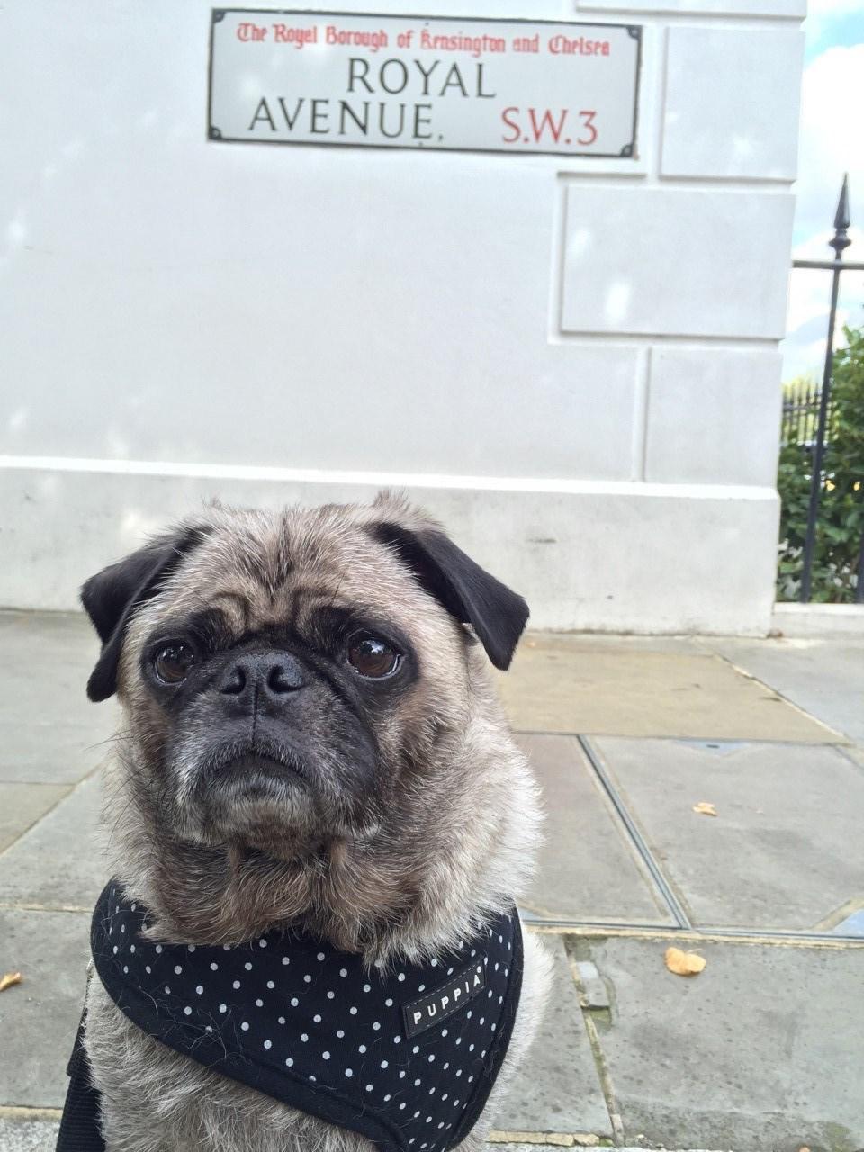 Pet Relocation Image