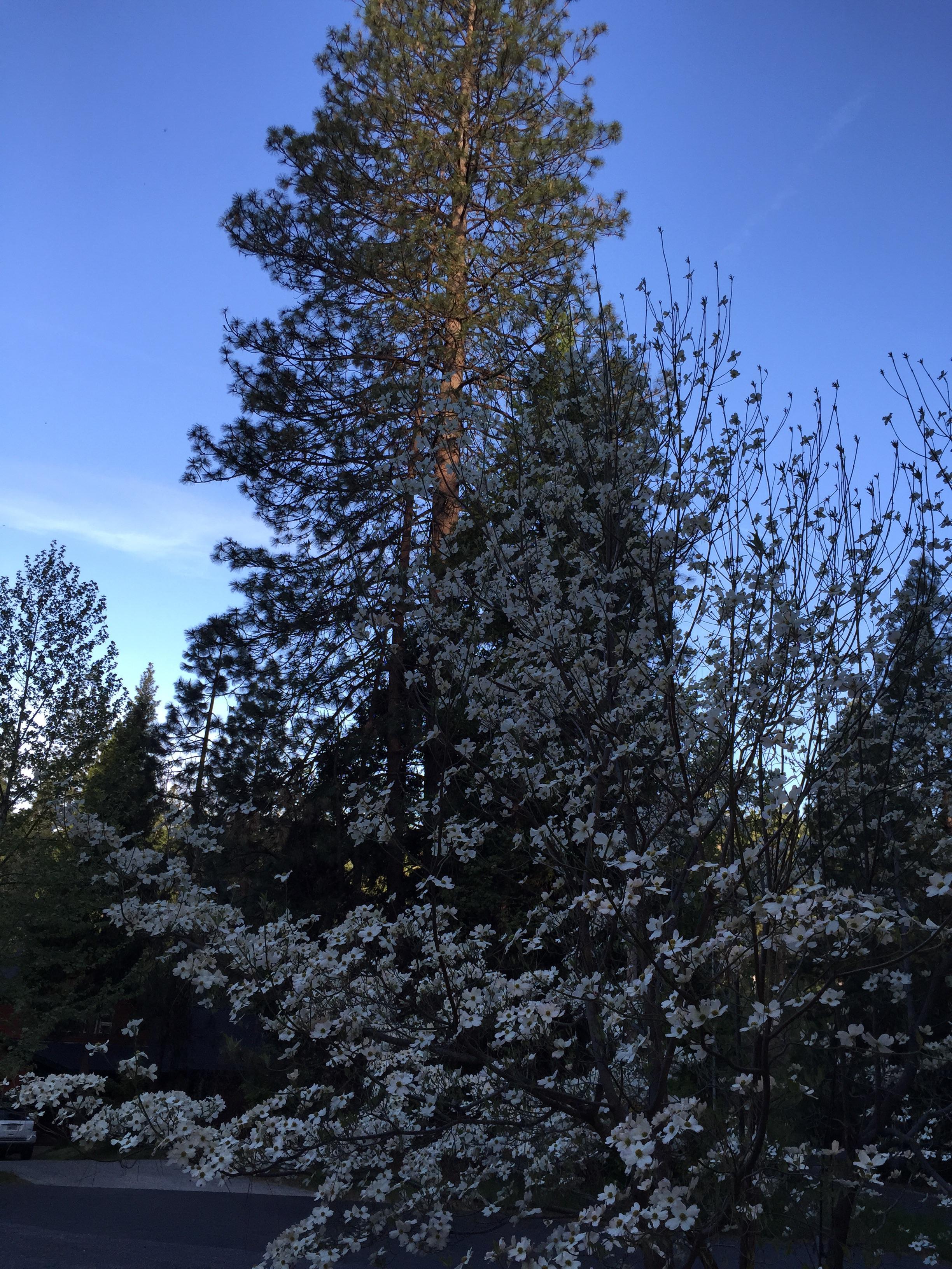 Dogwoods in bloom Arnold ca