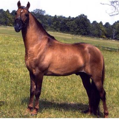 Chippewa Acres Farm Logo