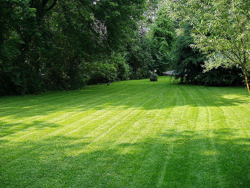 Lawn Savers Lawn Care Photo