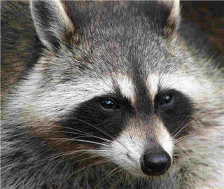 Images Aggressive Pest Control