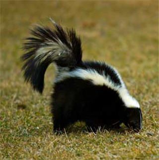 Images Aggressive Pest Control