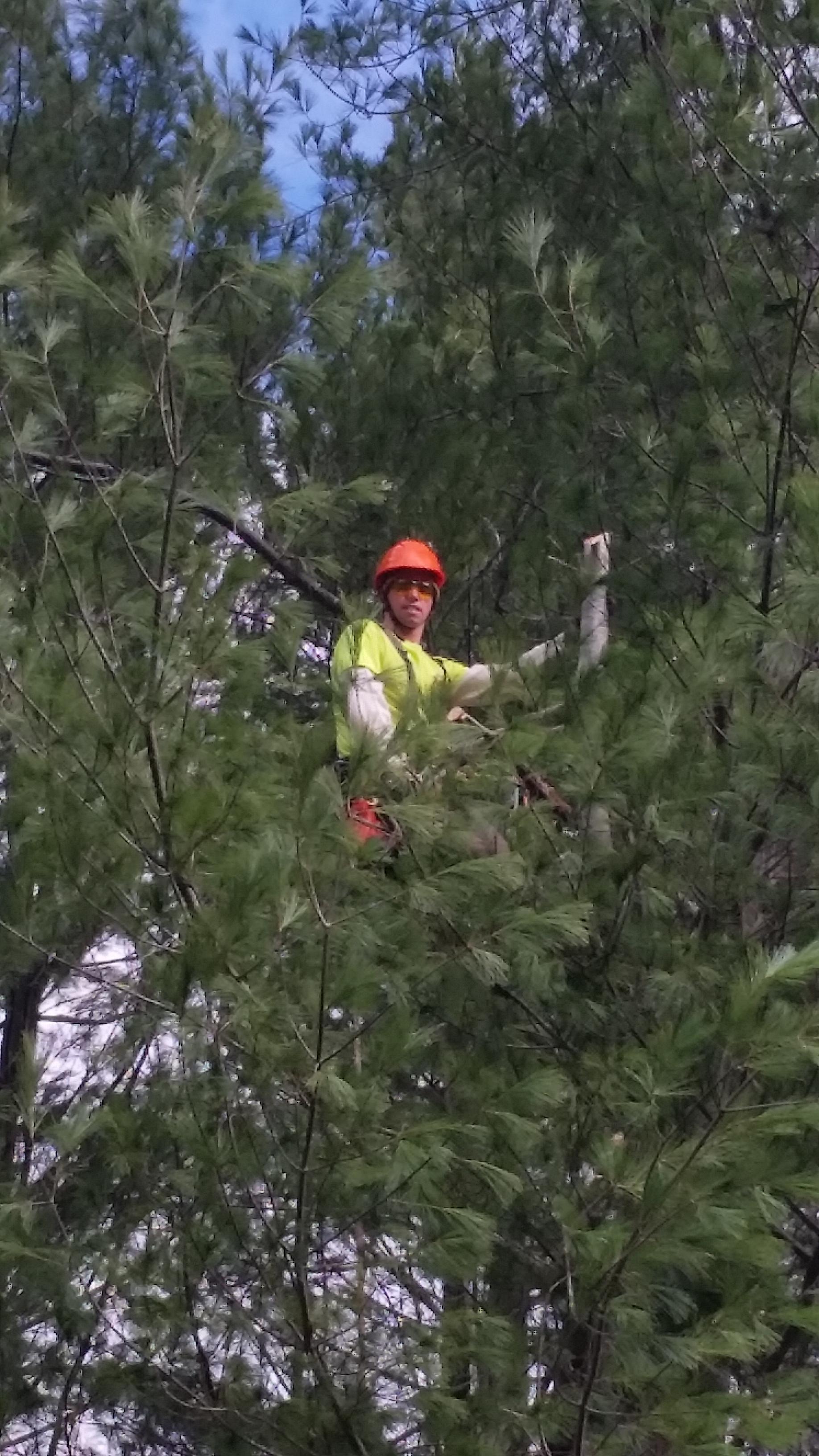 Hanging out in the top of a white pine