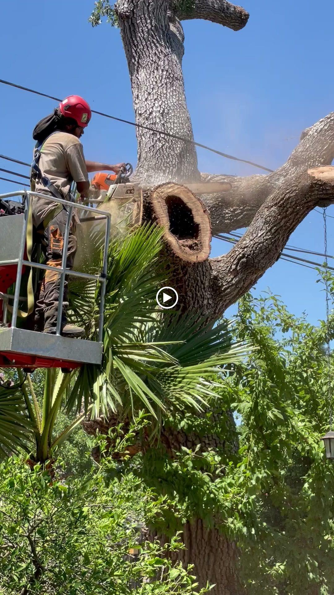 Capital Arborists, Inc. Image