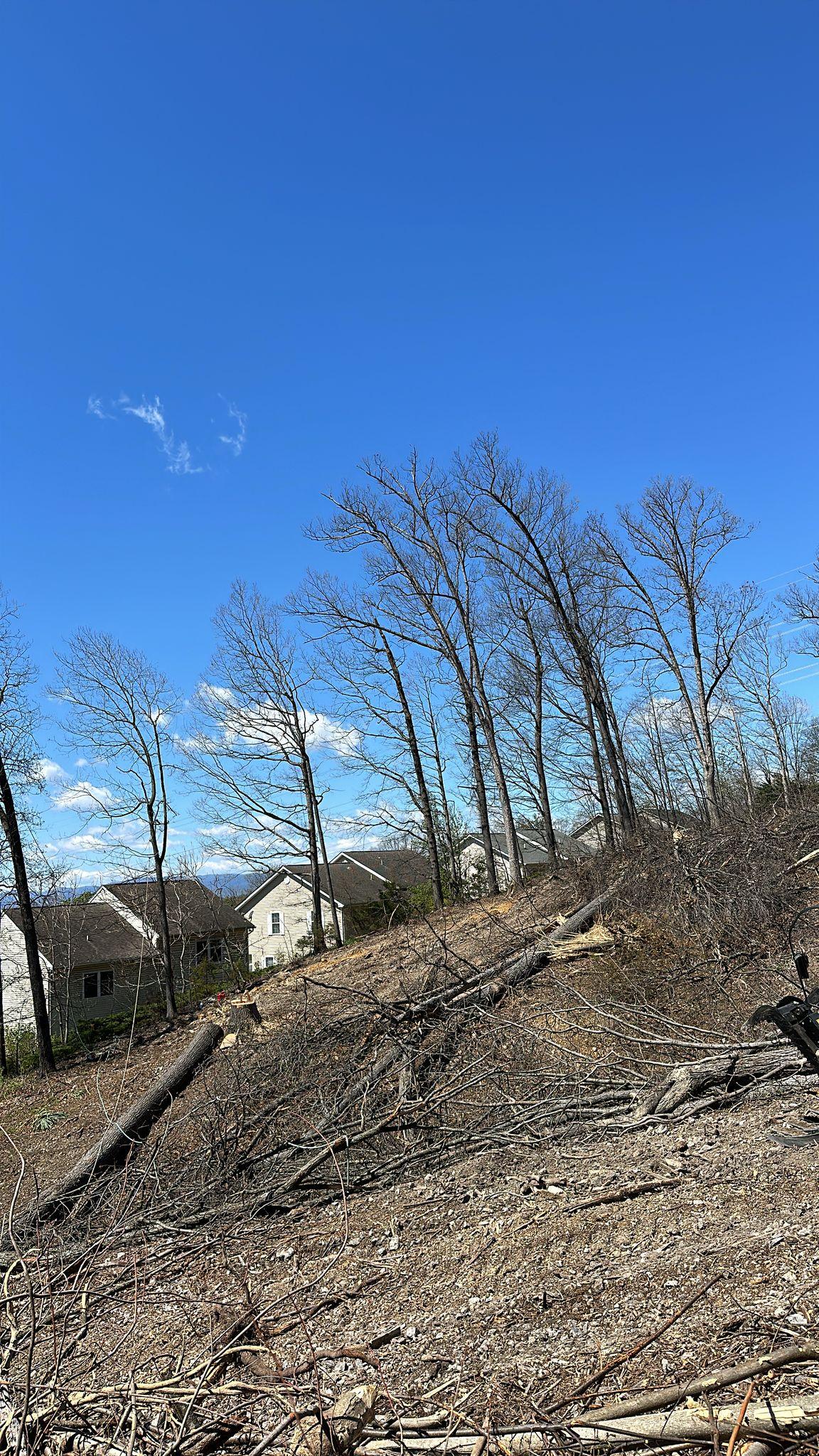 Y & VA TREE SERVICES LLC Image