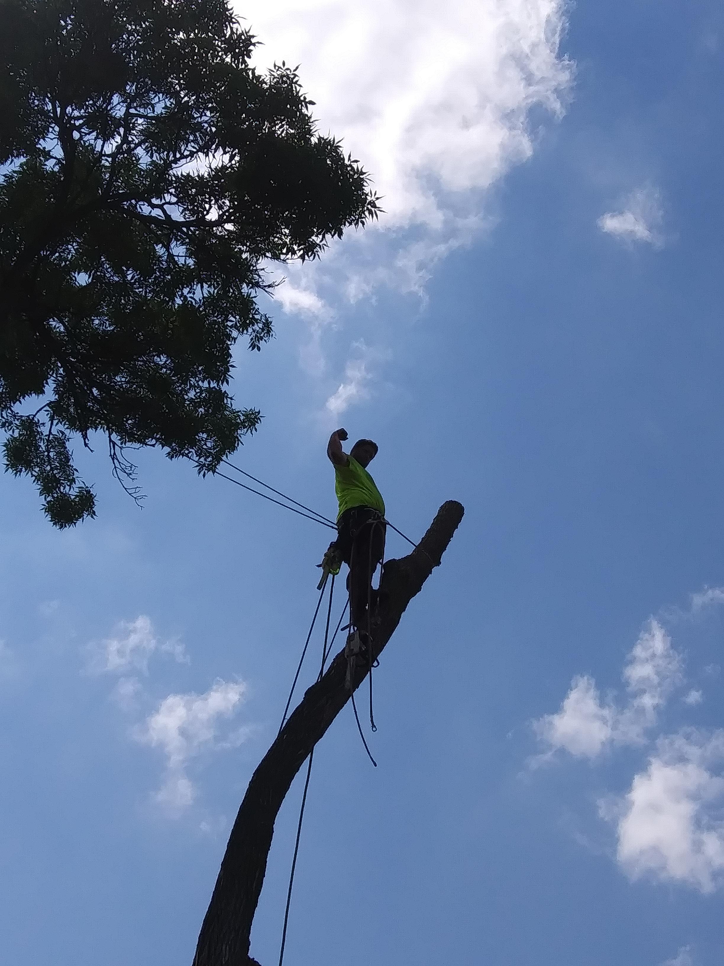 CS Tree Care Photo