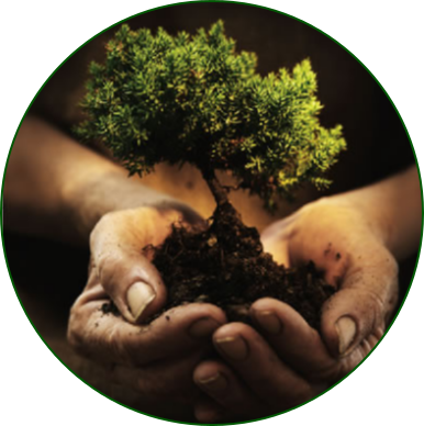 Serious Tree Services Inc Image