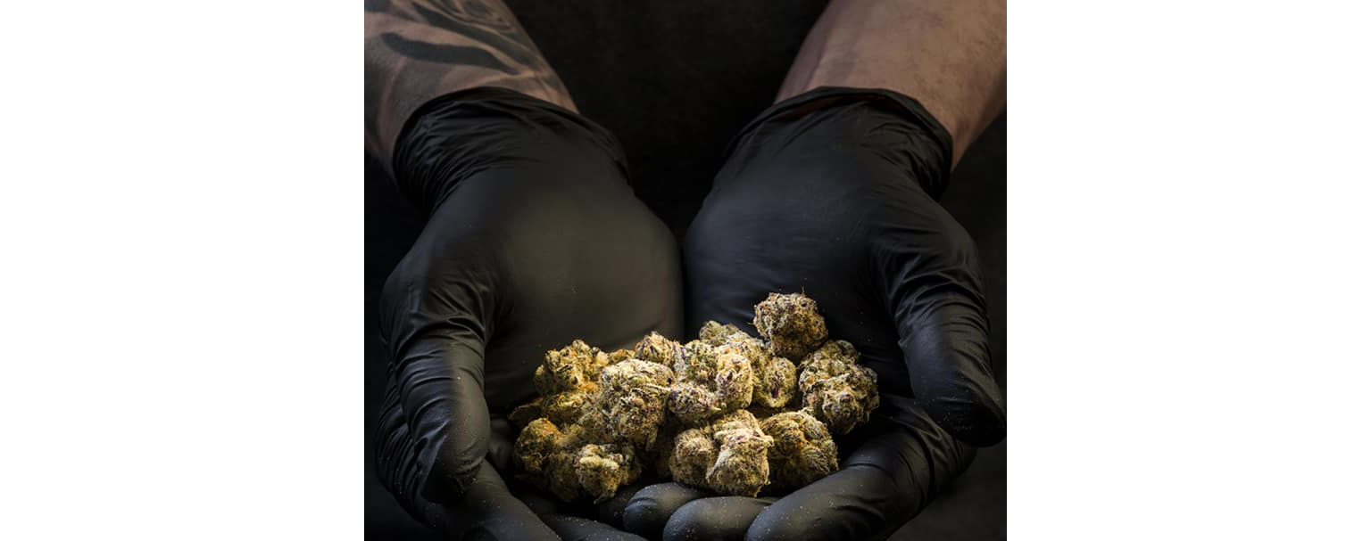 Verona Collective Image