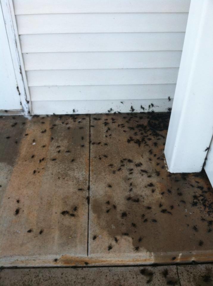 Territory Termite & Pest Control Image